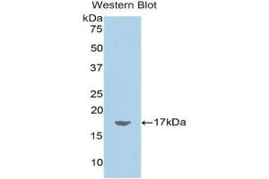 Western Blotting (WB) image for anti-Retinoic Acid Receptor Responder (Tazarotene Induced) 2 (RARRES2) (AA 25-152) antibody (ABIN1858398) (Chemerin 抗体  (AA 25-152))