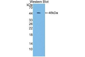Western blot analysis of the recombinant protein. (SCARA5 抗体  (AA 118-495))