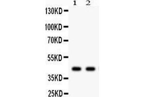 Anti- SGCA Picoband antibody, Western blotting All lanes: Anti SGCA  at 0. (SGCA 抗体  (AA 24-387))