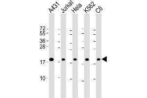 All lanes : Anti-RPS10 Antibody (Center) at 1:2000 dilution Lane 1: A431 whole cell lysate Lane 2: Jurkat whole cell lysate Lane 3: Hela whole cell lysate Lane 4: K562 whole cell lysate Lane 5: C6 whole cell lysate Lysates/proteins at 20 μg per lane. (RPS10 抗体  (AA 78-110))