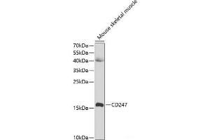 Western blot analysis of extracts of Mouse skeletal muscle using CD247 Polyclonal Antibody at dilution of 1:1000.