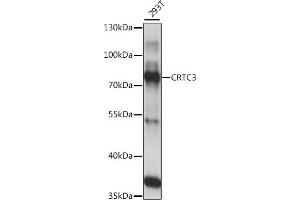 Western blot analysis of extracts of 293T cells, using CRTC3 antibody (ABIN7266522) at 1:1000 dilution. (CRTC3 抗体  (AA 1-260))