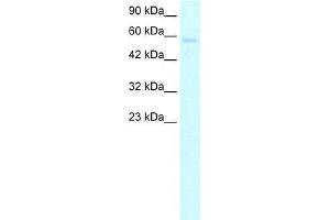 Human HepG2; WB Suggested Anti-TRIM10 Antibody Titration: 5. (TRIM10 抗体  (C-Term))