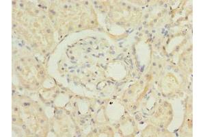 Immunohistochemistry of paraffin-embedded human kidney tissue using ABIN7168469 at dilution of 1:100 (RUSC1 抗体  (AA 231-433))