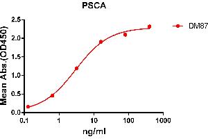 ELISA plate pre-coated by 2 μg/mL (100 μL/well) Human PSCA protein, hFc tagged protein ((ABIN6961137, ABIN7042303 and ABIN7042304)) can bind Rabbit anti-PSCA monoclonal antibody(clone: DM87) in a linear range of 1-100 ng/mL. (PSCA 抗体  (AA 12-86))