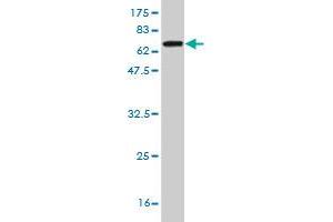 Western Blot detection against Immunogen (63. (HELLS 抗体  (AA 1-348))