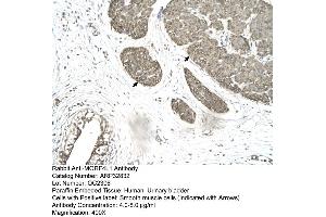 Human urinary bladder (MORF4L1 抗体  (Middle Region))