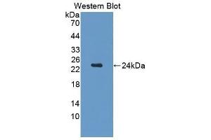 Western Blotting (WB) image for anti-Cerebral Dopamine Neurotrophic Factor (CDNF) (AA 20-183) antibody (ABIN1176537) (CDNF 抗体  (AA 20-183))