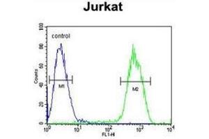 Flow cytometric analysis of Jurkat cells (right histogram) compared to a negative control cell (left histogram) using PCDHGC3  Antibody , followed by FITC-conjugated goat-anti-rabbit secondary antibodies. (Protocadherin gamma Subfamily C, 3 (PCDHGC3) (AA 518-547), (Middle Region) 抗体)