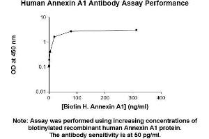 Image no. 1 for anti-Annexin A1 (ANXA1) (AA 1-346) antibody (ABIN5564951) (Annexin a1 抗体  (AA 1-346))