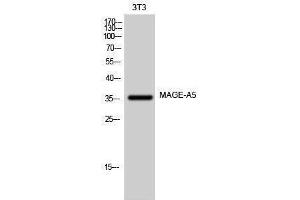 Western Blotting (WB) image for anti-Melanoma Antigen Family A, 5 (MAGEA5) (Internal Region) antibody (ABIN3185440) (MAGEA5 抗体  (Internal Region))