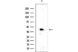 Western blot analysis of lysates from HUVEC cells, using EIF3F Mouse Monoclonal Antibody at 1/1000 dilution.