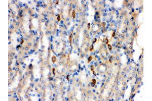 Anti- Kininogen 1 Picoband antibody, IHC(P) IHC(P): Mouse Kidney Tissue (KNG1 抗体  (Middle Region))