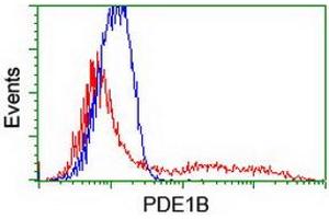 HEK293T cells transfected with either RC206588 overexpress plasmid (Red) or empty vector control plasmid (Blue) were immunostained by anti-PDE1B antibody (ABIN2454888), and then analyzed by flow cytometry. (PDE1B 抗体)