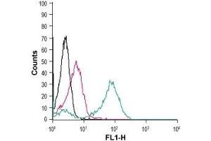 Cell surface detection of CD97/ADGRE5 in live intact human THP-1 monocytic leukemia cells: (black line) Cells. (ADGRE5 (AA 499-512), (Extracellular) 抗体)