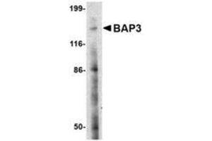 Image no. 1 for anti-BAI1-Associated Protein 3 (BAIAP3) (N-Term) antibody (ABIN1495385) (BAIAP3 抗体  (N-Term))