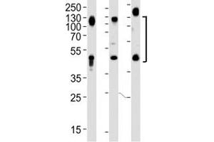 Western Blotting (WB) image for anti-Lysosomal-Associated Membrane Protein 1 (LAMP1) (AA 125-154) antibody (ABIN3031663)