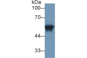 Mouse Capture antibody from the kit in WB with Positive Control: Human serum. (CEACAM1 ELISA 试剂盒)
