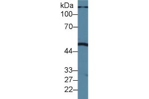 Western Blotting (WB) image for anti-Phospholipase A1 Member A (PLA1A) (AA 309-452) antibody (ABIN7437125)