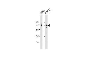All lanes : Anti-SQSTM1 (p62) Antibody (C-term) at 1:2000 dilution Lane 1: A549 whole cell lysate Lane 2: C2C12 whole cell lysate Lysates/proteins at 20 μg per lane.