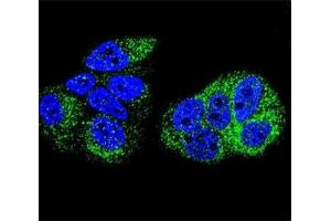 Confocal immunofluorescent analysis of HNF4A antibody with MCF-7 cells followed by Alexa Fluor 488-conjugated goat anti-rabbit lgG (green). (HNF4A 抗体  (AA 107-139))