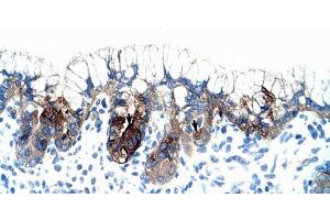 Human Stomach; PMF1 antibody - middle region in Human Stomach cells using Immunohistochemistry (PMF1 抗体  (Middle Region))