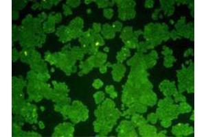 Immunocytochemistry (ICC) image for anti-B-Cell CLL/lymphoma 2 (BCL2) antibody (ABIN1112797)
