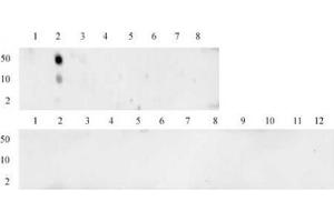 Histone H3 monomethyl Lys4 antibody (mAb) tested by dot blot analysis. (Histone 3 抗体  (H3K4me))