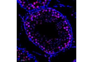 Immunofluorescence of paraffin embedded rat testis using DNApoldelta3 (ABIN7075130) at dilution of 1:1000 (300x lens) (POLD3 抗体)