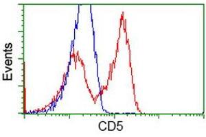 HEK293T cells transfected with either RC206494 overexpress plasmid (Red) or empty vector control plasmid (Blue) were immunostained by anti-CD5 antibody (ABIN2452890), and then analyzed by flow cytometry. (CD5 抗体)