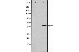 Western blot analysis on NIH-3T3 cell lysate using HEXIM1 Antibody,The lane on the left is treated with the antigen-specific peptide. (HEXIM1 抗体)