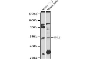 Western blot analysis of extracts of various cell lines, using EDIL3 antibody (ABIN7266904) at 1:1000 dilution. (EDIL3 抗体  (AA 350-450))