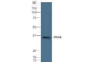 Mouse spleen lysate probed with Rabbit Anti-PAR4 Polyclonal Antibody (ABIN1385670) at 1:300 overnight in 4 °C. (F2RL3 抗体)