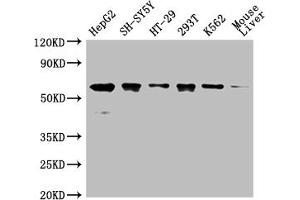 Western Blot Positive WB detected in: HepG2 whole cell lysate,SH-SY5Y whole cell lysate,HT-29 whole cell lysate,293T whole cell lysate,K562 whole cell lysate,Mouse liver tissue All lanes: ERVFRD-1 antibody at 1:2000 Secondary Goat polyclonal to rabbit IgG at 1/50000 dilution Predicted band size: 60 kDa Observed band size: 60 kDa (HERV-FRD Provirus Ancestral Env Polyprotein (Herv-frd) (AA 33-315) 抗体)