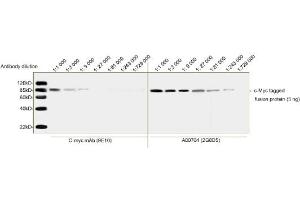 Image no. 2 for anti-Myc Tag antibody (ABIN2585197)
