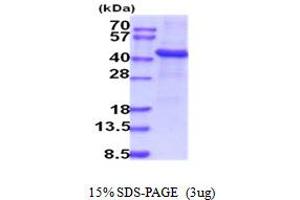 SDS-PAGE (SDS) image for Tyrosylprotein Sulfotransferase 1 (TPST1) (AA 26-370) protein (His tag) (ABIN5854166) (TPST1 Protein (AA 26-370) (His tag))