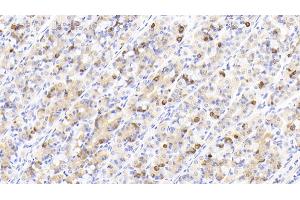 Detection of GHRL in Human Stomach Tissue using Polyclonal Antibody to Ghrelin (GHRL) (Ghrelin 抗体  (AA 25-117))