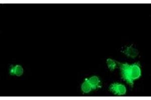 Anti-NPTN mouse monoclonal antibody (ABIN2455629) immunofluorescent staining of COS7 cells transiently transfected by pCMV6-ENTRY NPTN (RC210326). (NPTN 抗体)