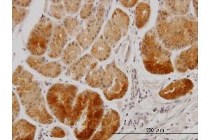 Immunostaining (ISt) image for anti-GPN-Loop GTPase 1 (GPN1) (AA 9-118) antibody (ABIN564916)