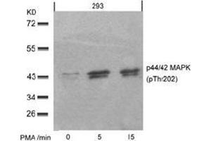 Image no. 2 for anti-Mitogen-Activated Protein Kinase 1/3 (MAPK1/3) (pThr185), (pTyr202) antibody (ABIN196998) (ERK1/2 抗体  (pThr185, pTyr202))