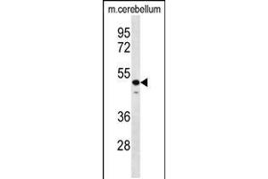 Western blot analysis in mouse cerebellum tissue lysates (35ug/lane). (STAMBP 抗体  (C-Term))