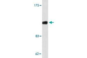 Western blot analysis of 293 cell lysate with COL1A2 polyclonal antibody . (COL1A2 抗体)
