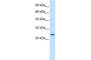Western Blotting (WB) image for anti-Ring Finger Protein 2 (RNF2) antibody (ABIN2460908)