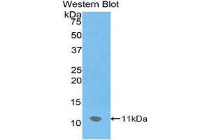 Western Blotting (WB) image for anti-Chemokine (C-X-C Motif) Ligand 12 (CXCL12) (AA 22-89) antibody (ABIN1172354) (CXCL12 抗体  (AA 22-89))