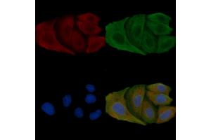 ABIN6257437 and ABIN6275374 staining Hela cells by IF/ICC. (KCNK4 抗体  (C-Term))