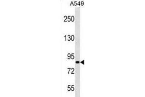 Western Blotting (WB) image for anti-PAS Domain Containing 1 (PASD1) antibody (ABIN3000892) (PASD1 抗体)