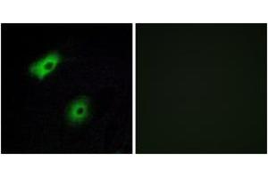 Immunofluorescence (IF) image for anti-Olfactory Receptor, Family 5, Subfamily A, Member 2 (OR5A2) (AA 267-316) antibody (ABIN2891020) (OR5A2 抗体  (AA 267-316))