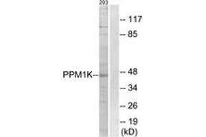 Western blot analysis of extracts from 293 cells, using PPM1K Antibody. (PPM1K 抗体  (AA 205-254))