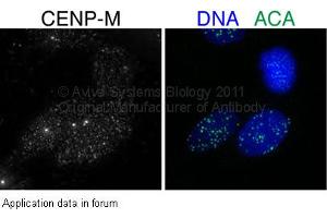 Image no. 2 for anti-Centromere Protein M (CENPM) (Middle Region) antibody (ABIN405812) (CENPM 抗体  (Middle Region))