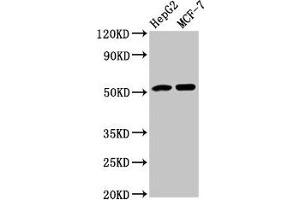 Western Blot Positive WB detected in: HepG2 whole cell lysate, MCF-7 whole cell lysate All lanes: AGT antibody at 3.